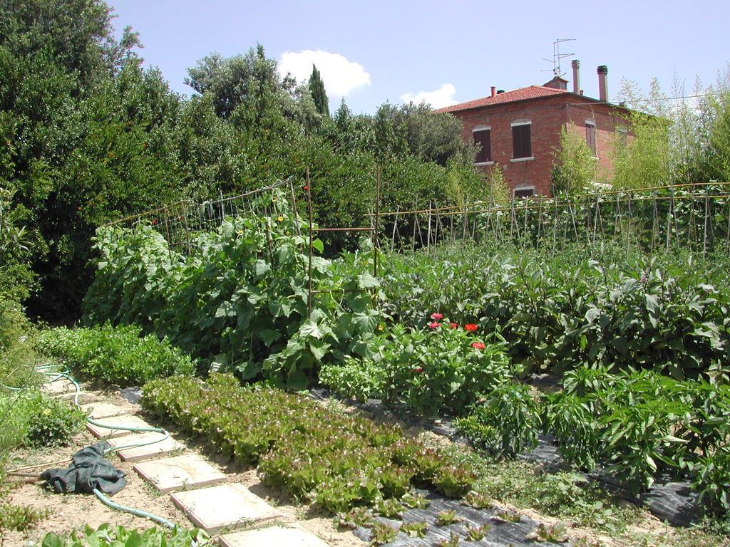 Villa La Lodola Foiano Della Chiana Bagian luar foto